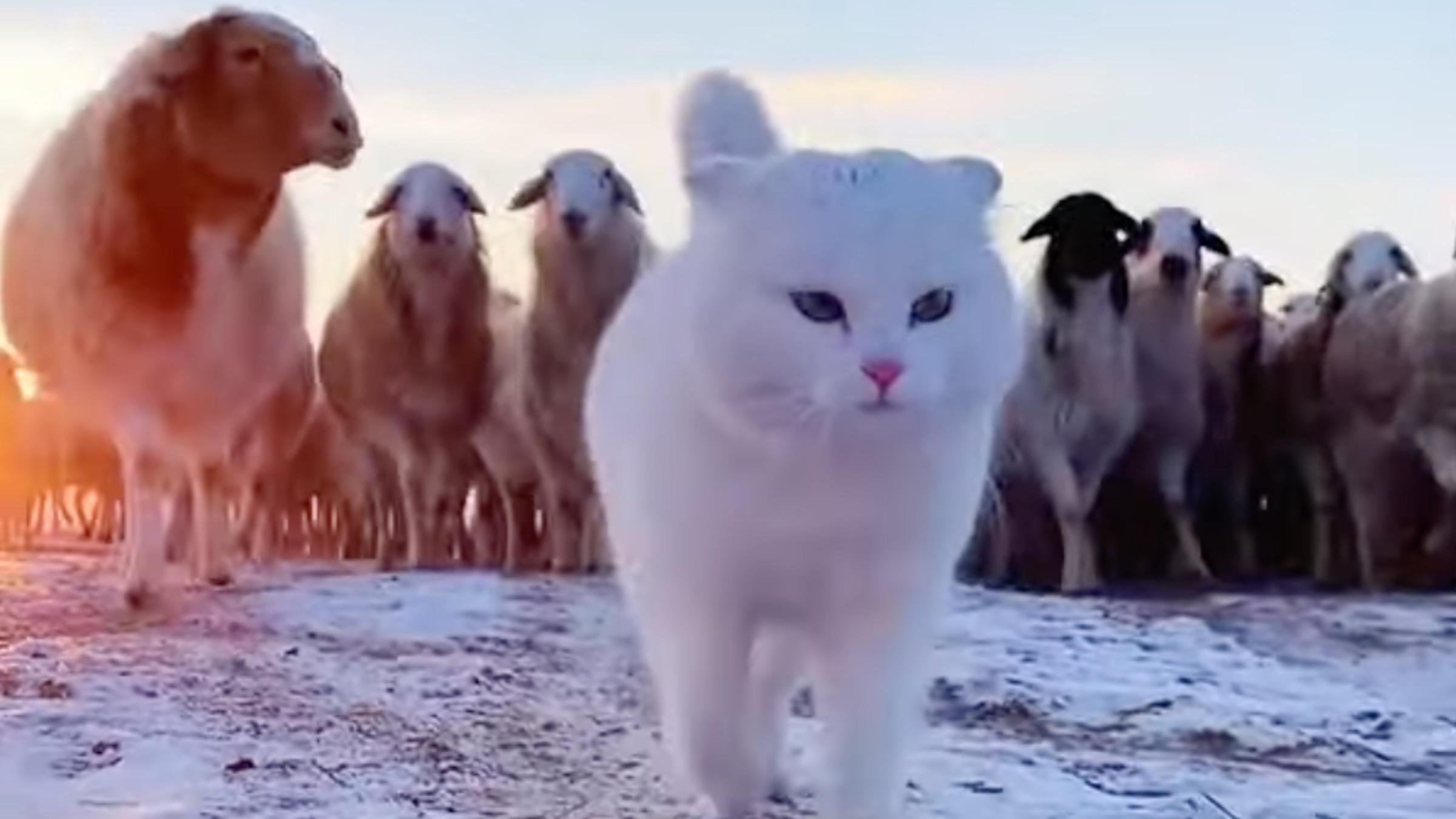Кіт гордо очолив стадо: як чотирилапий зміг повести за собою овець - Pets