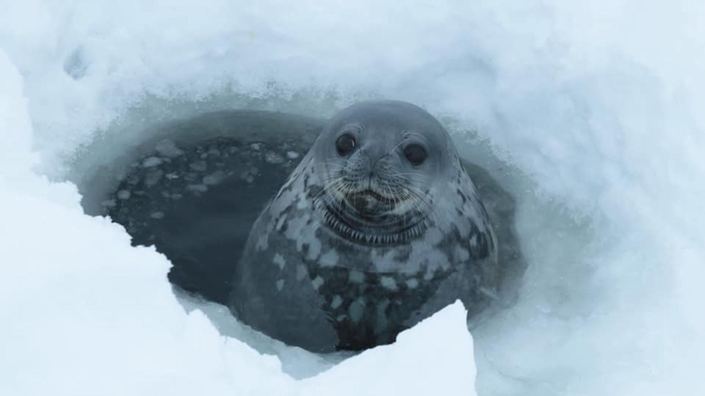 Як співають тюлені: дослідники станції "Академік Вернадський" зафіксували вражаючий звук - Pets