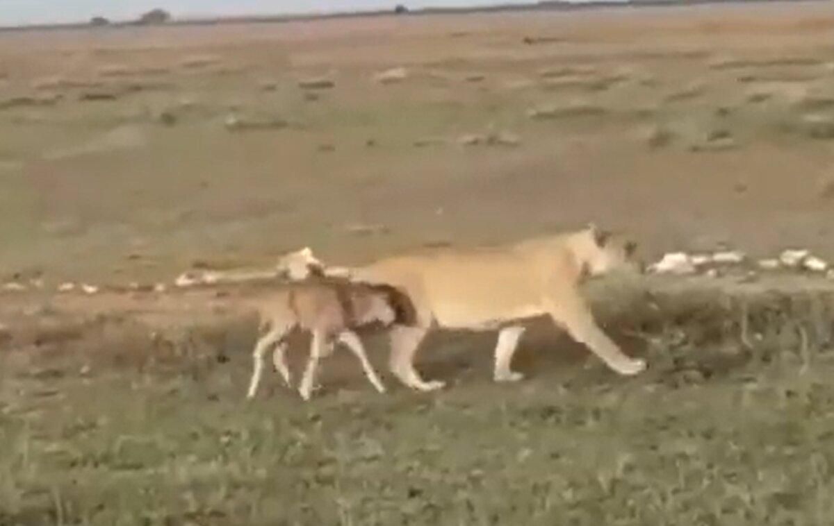 Любящая мама: в Танзании львица отвела заблудившуюся антилопу к стаду – впечатляющее видео - Pets
