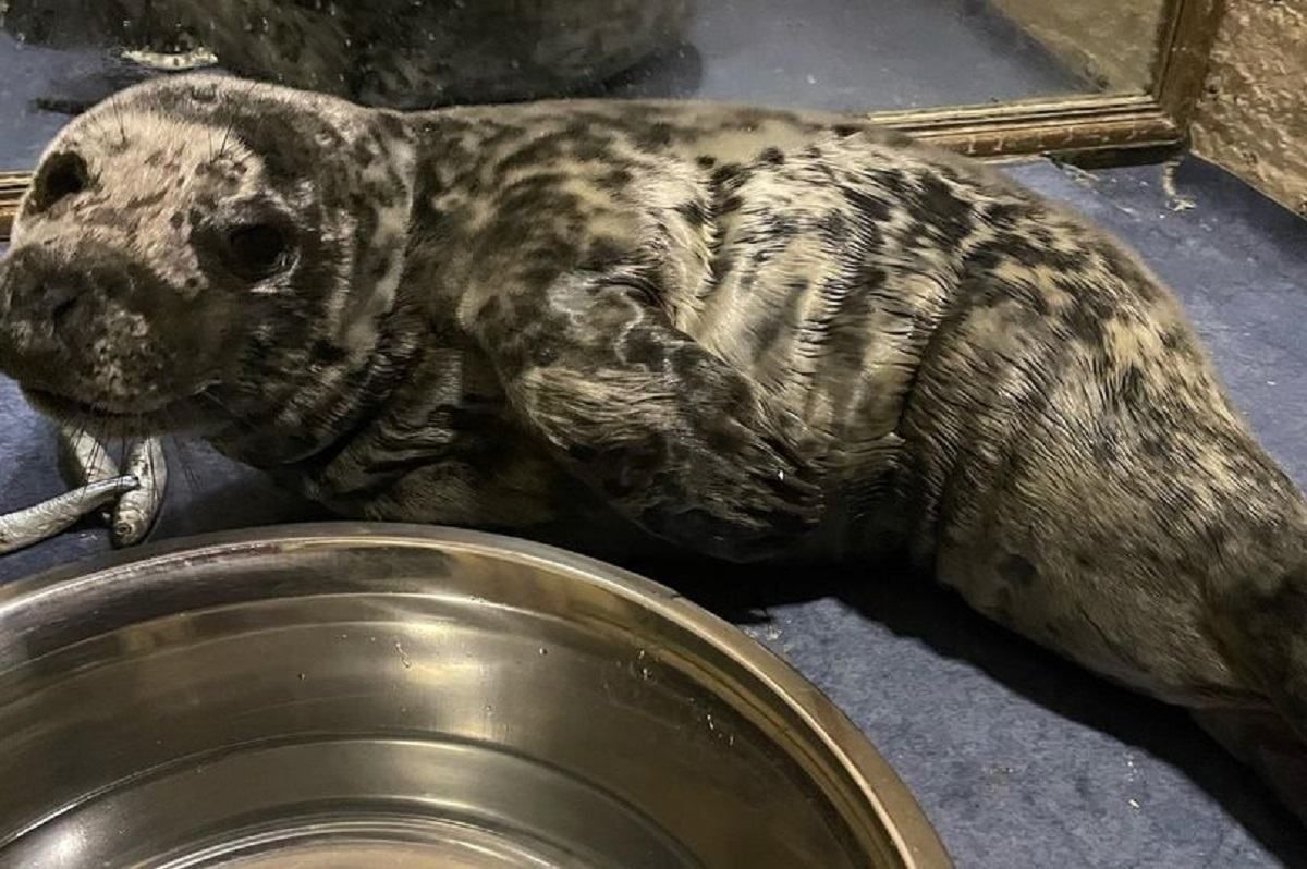 Найповільніше переслідування: поліція врятувала тюленя, який розгулював центром міста 
