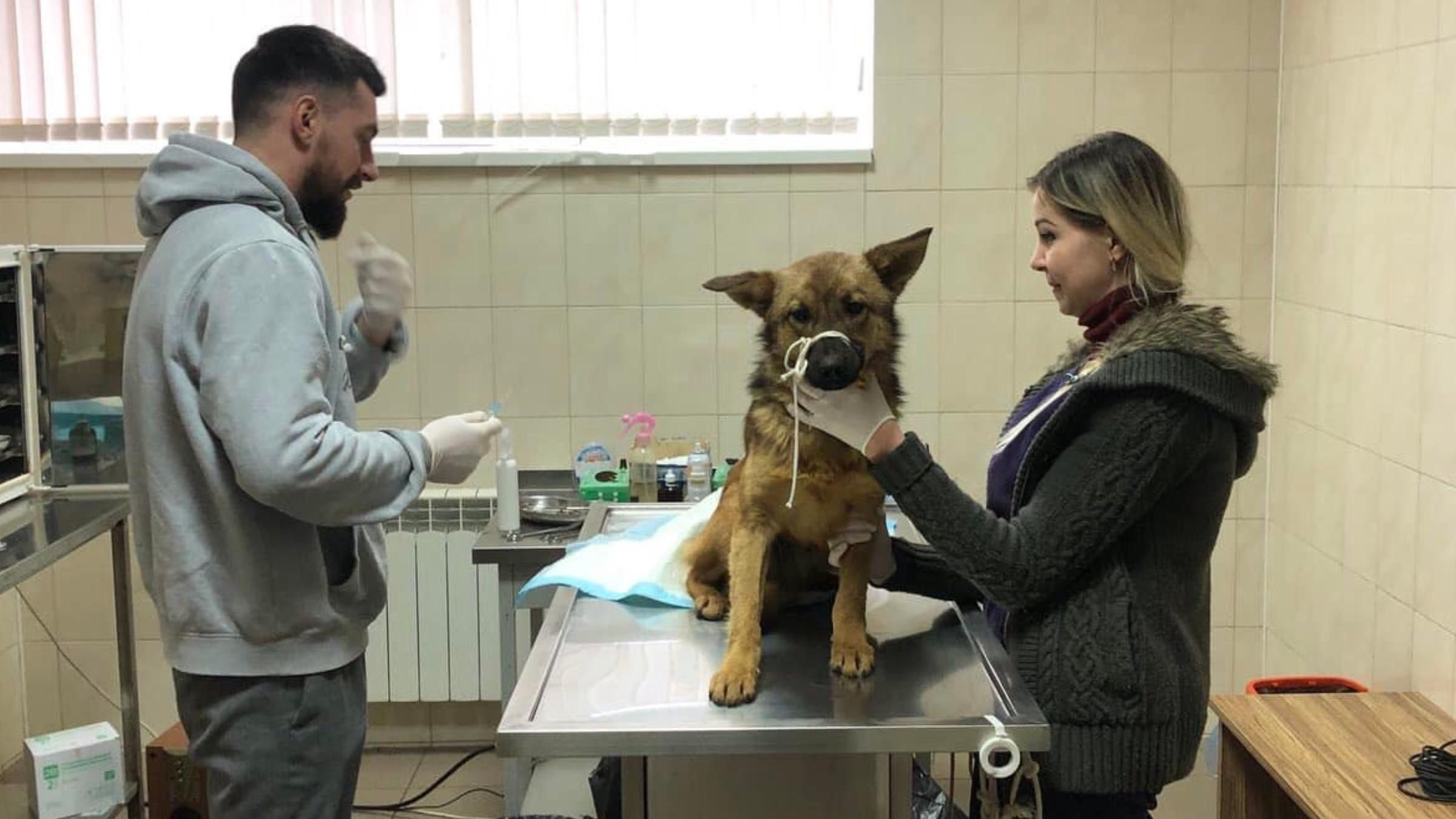 Застрял в пластиковой бутылке: в Черновцах собаку спасли из ловушки - Новости Черновцы - Pets