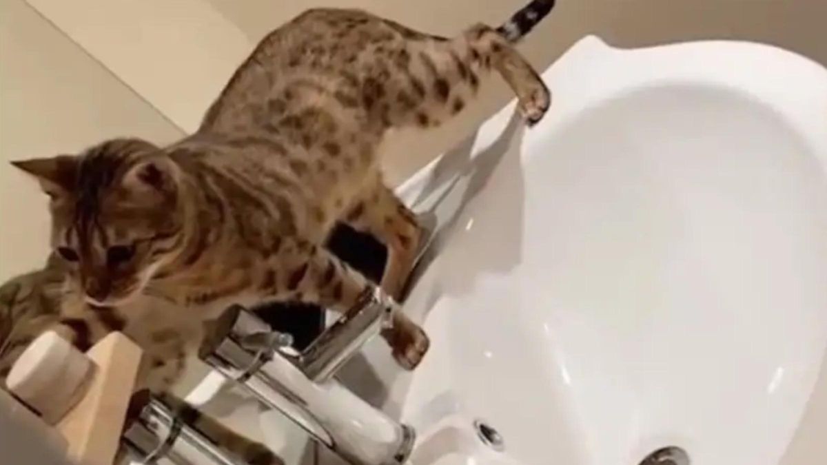 Кошка устроила дома потоп: видео с особыми умениями четырехлапой - Pets