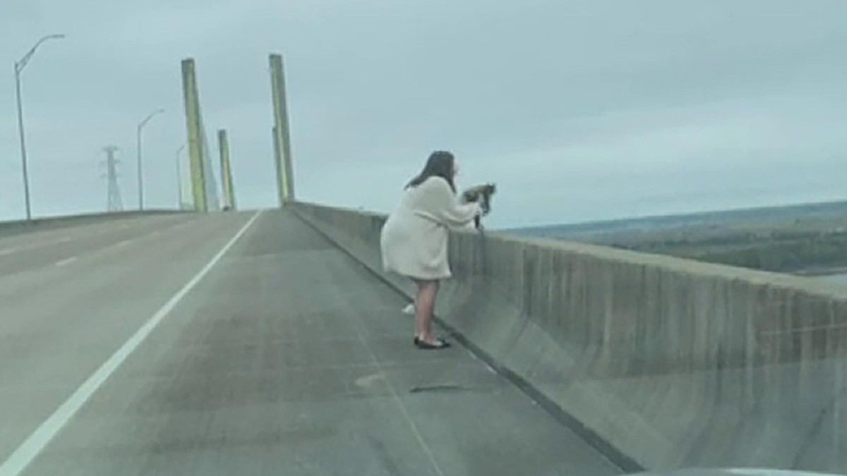 Сидів на краю моста й міг впасти: як жінка врятувала кота від небезпеки - Pets