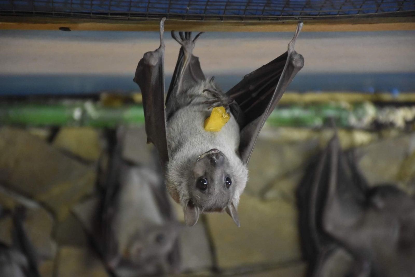 В одесском зоопарке родились египетские летучие собаки: как выглядят животные - Pets В одесском зоопарке родились египетские летучие собаки: как выглядят животные - Pets