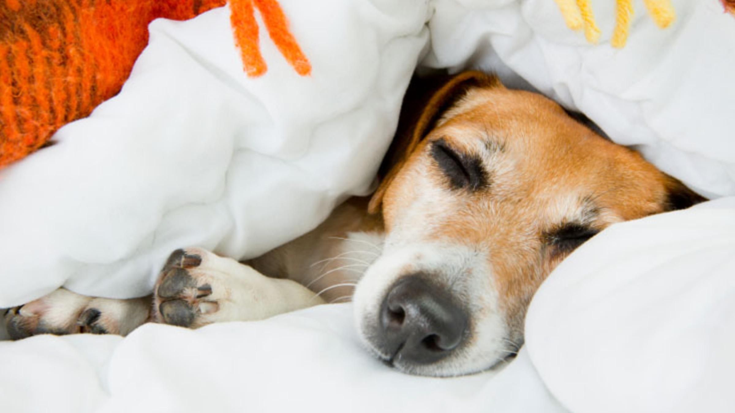 Собака не хоче вранці прокидатися та вилазити з-під ковдри: кумедне відео - Pets