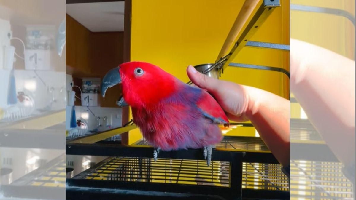 Попугай почти идеально повторяет мелодию айфона: забавное видео - Pets