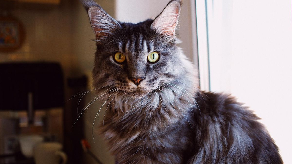 Не только мейн-куны и сфинксы: в Украине назвали 10 самых популярных пород кошек - Pets