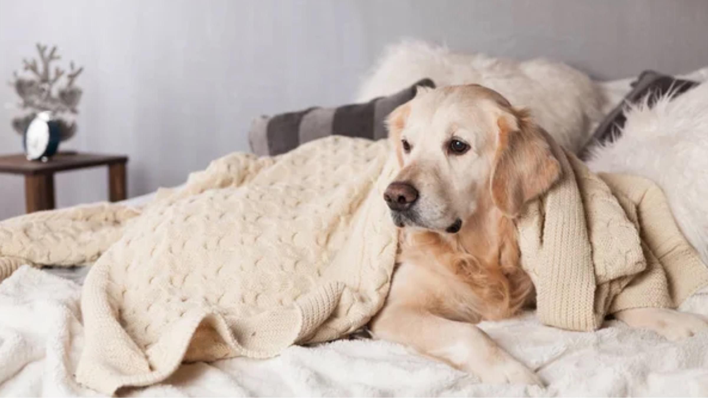 Что делает собака с одеждой хозяев, когда их нет дома: видео с камеры наблюдения - Pets Что делает собака с одеждой хозяев, когда их нет дома: видео с камеры наблюдения - Pets