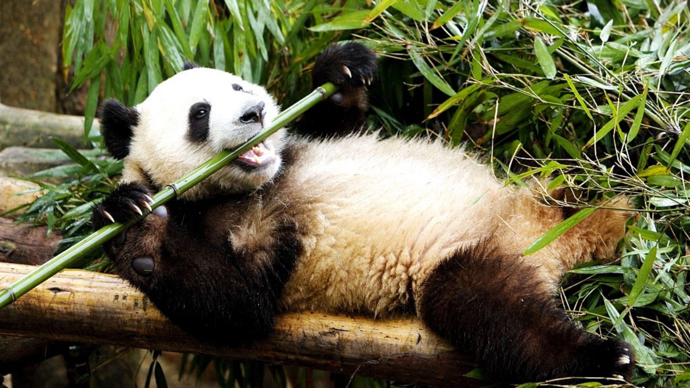 Наслідки бамбукової дієти: чому панди активно набирають вагу - Pets