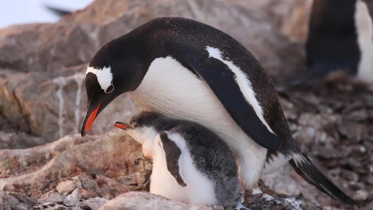 Украинские полярники показали детенышей пингвинов со станции "Академик Вернадский" - Pets