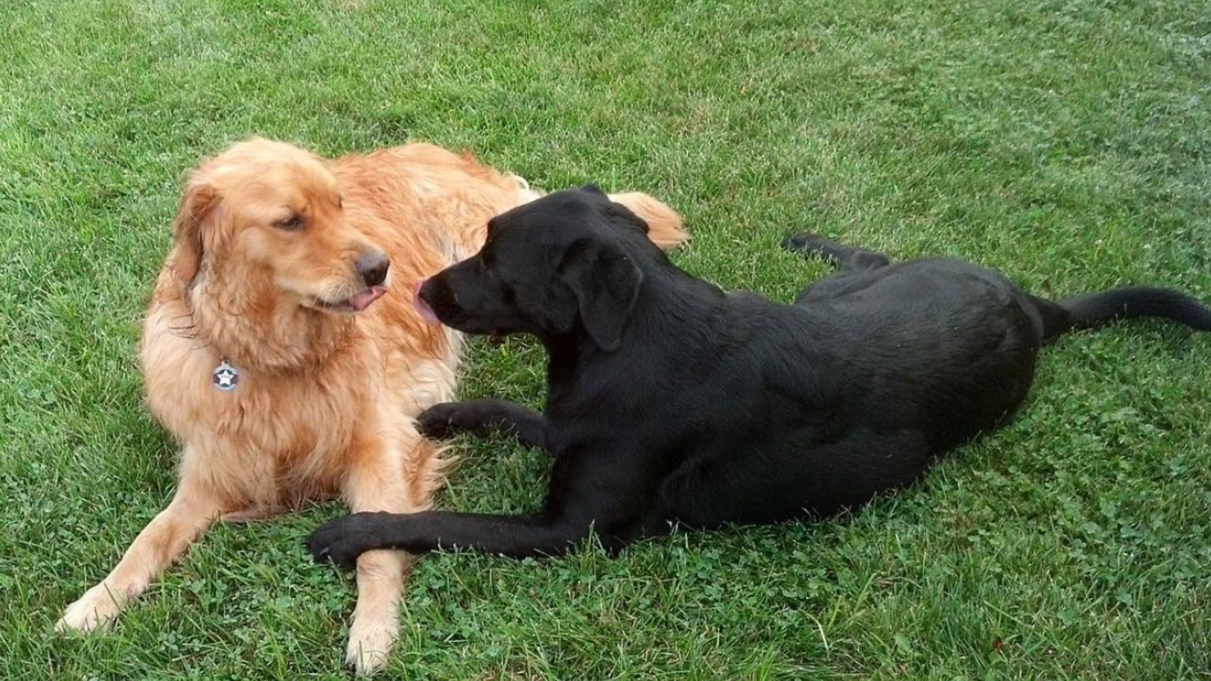 Влюбленный пес ночью пришел к соседской собаке с подарком: трогательное видео - Pets Влюбленный пес ночью пришел к соседской собаке с подарком: трогательное видео - Pets