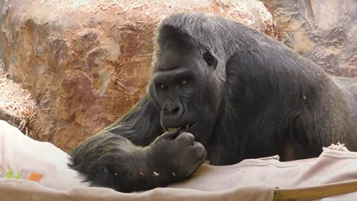 Любимец киевлян – горилла Тони получил рождественские подарки из Германии - Новости Киева - Pets Любимец киевлян – горилла Тони получил рождественские подарки из Германии - Новости Киева - Pets