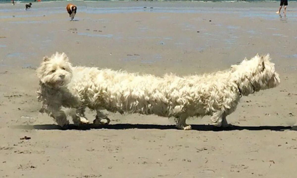 20 забавных панорамных фото, которые превратили животных в настоящих "монстров" - Pets 20 забавных панорамных фото, которые превратили животных в настоящих "монстров" - Pets