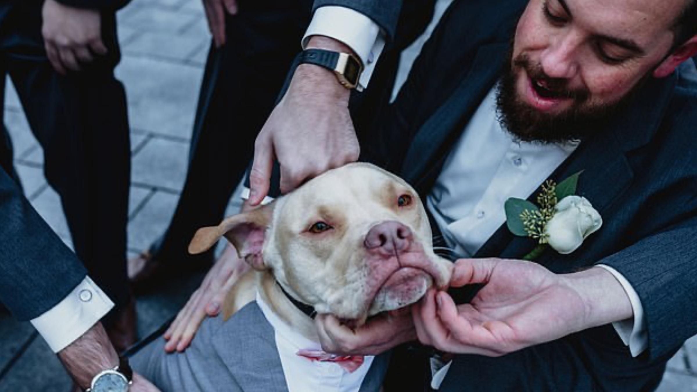 Собака затьмарив всіх гостей на весіллі: як чотирилапий став свідком - Pets
