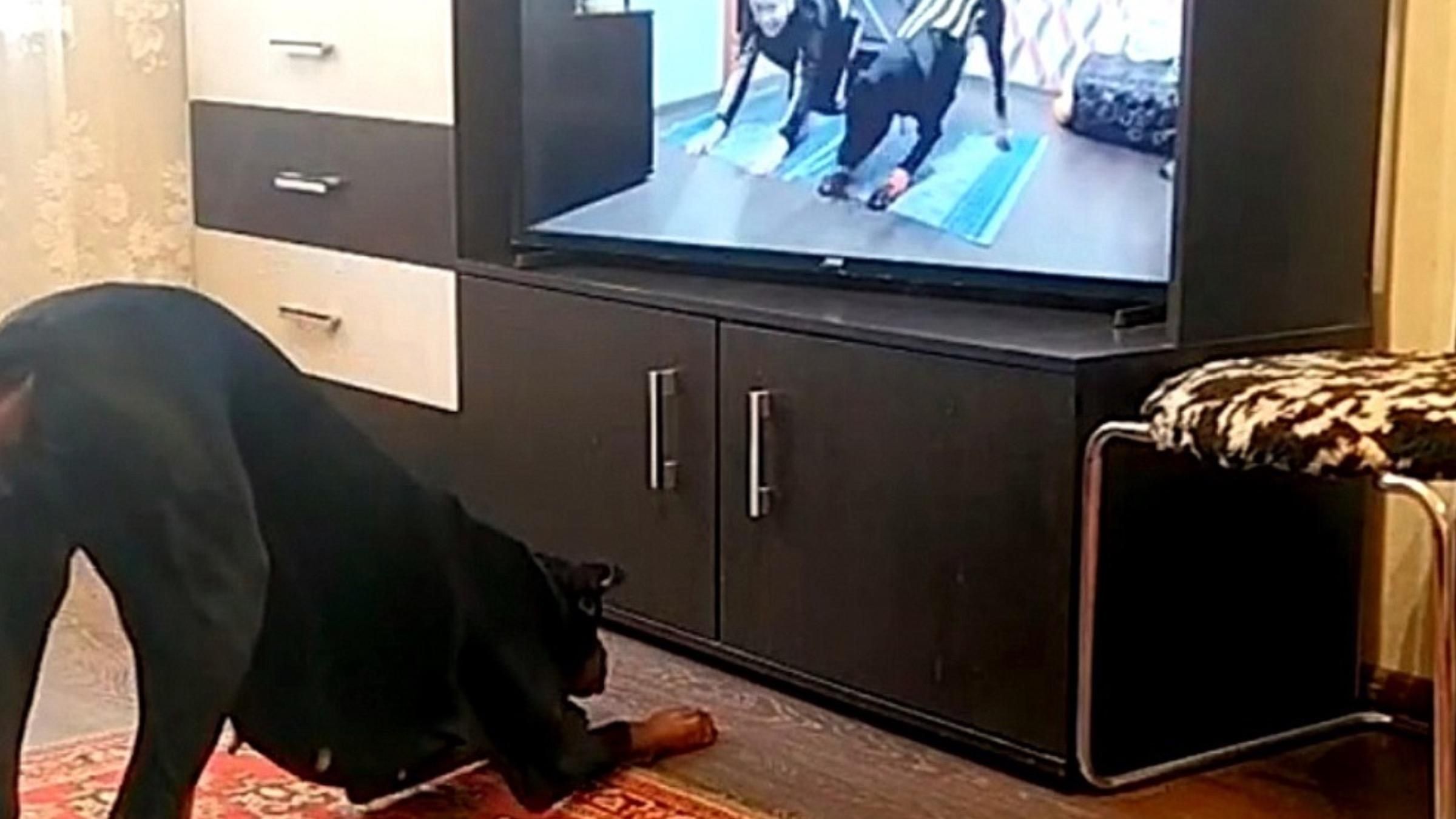 Приседал и отжимался: спортивная собака устроила домашнюю тренировку - Pets