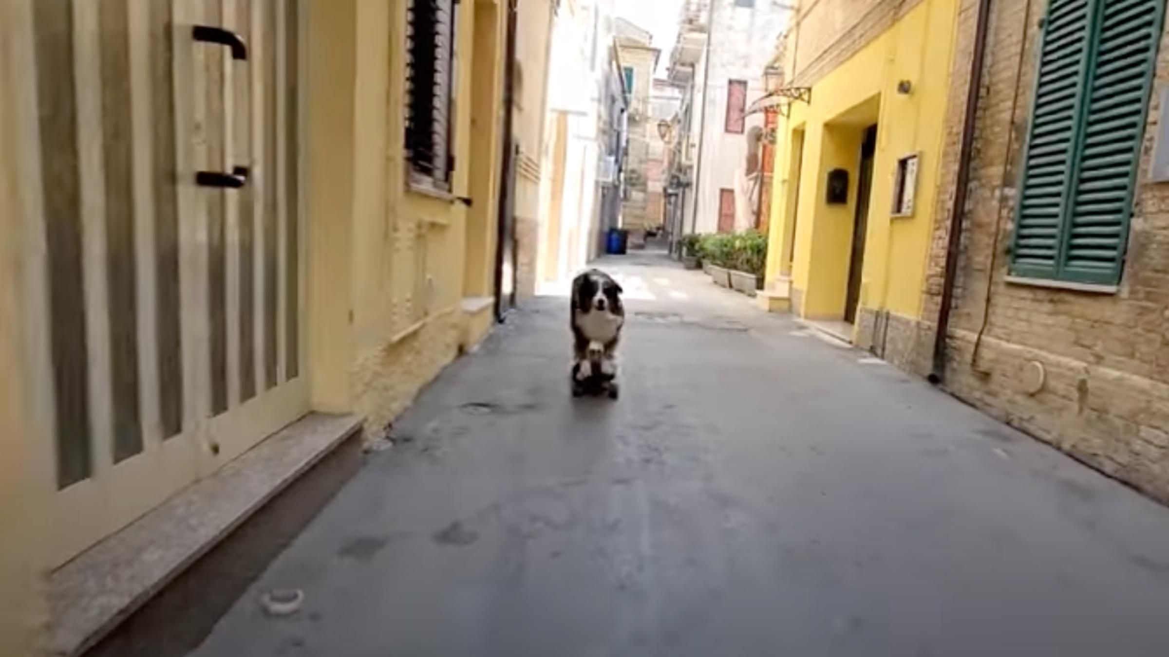 Собака-скейтбордист катався вуличками Італії: кумедне відео - Pets Собака-скейтбордист катався вуличками Італії: кумедне відео - Pets