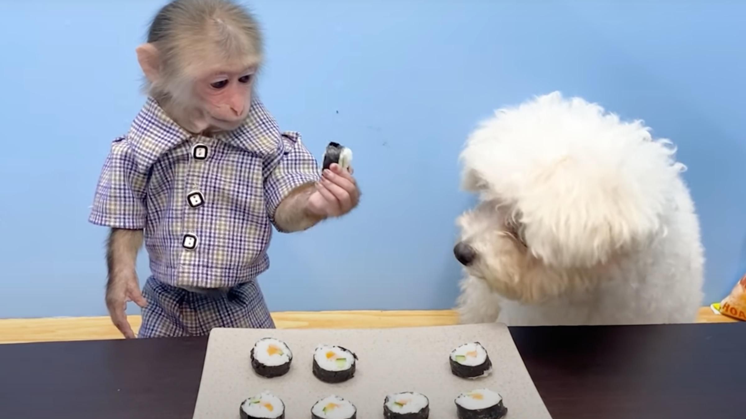 Кулинарные способности у обезьянки: как смогла приготовить суши - Pets