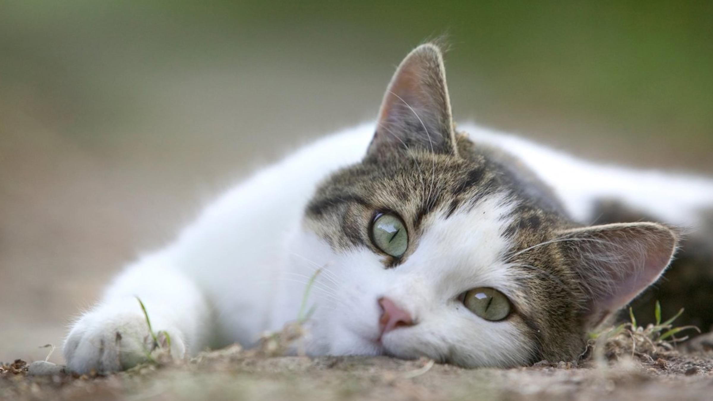 Кішка врятувала крихітне білченя: як просила господаря допомогти - Pets