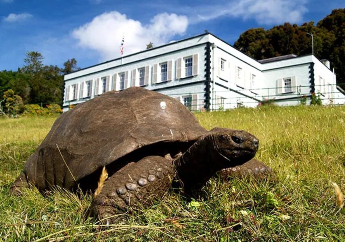 Самое старое животное в мире: легендарной черепахе Джонатану исполнилось 190 лет - Pets