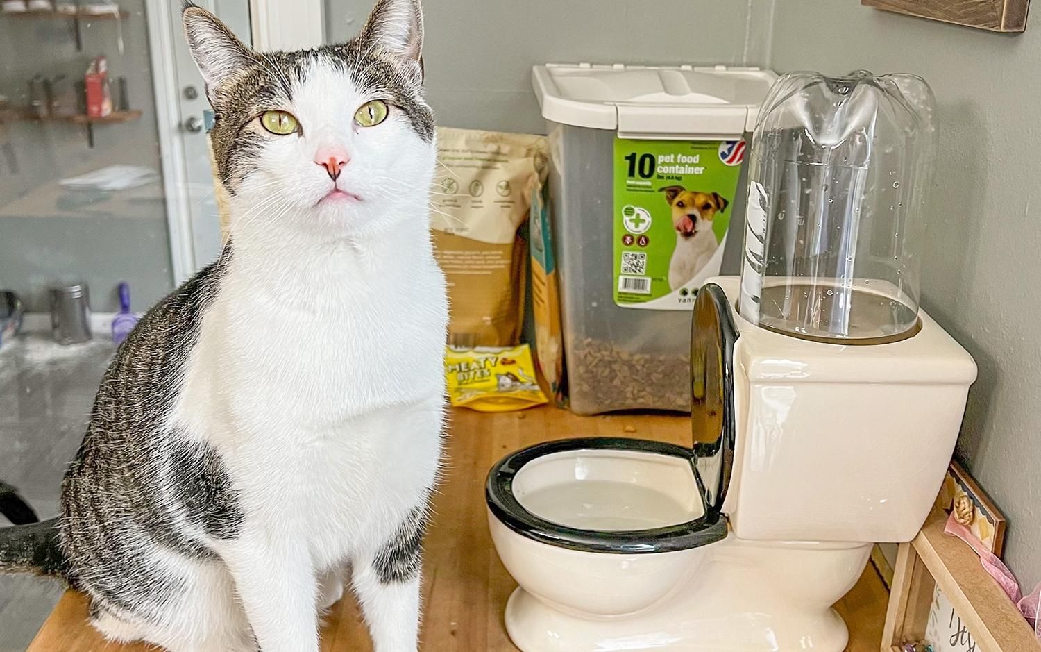 Выглядит как унитаз: забавная тарелка, которую можно купить домашним любимцам - Pets Выглядит как унитаз: забавная тарелка, которую можно купить домашним любимцам - Pets