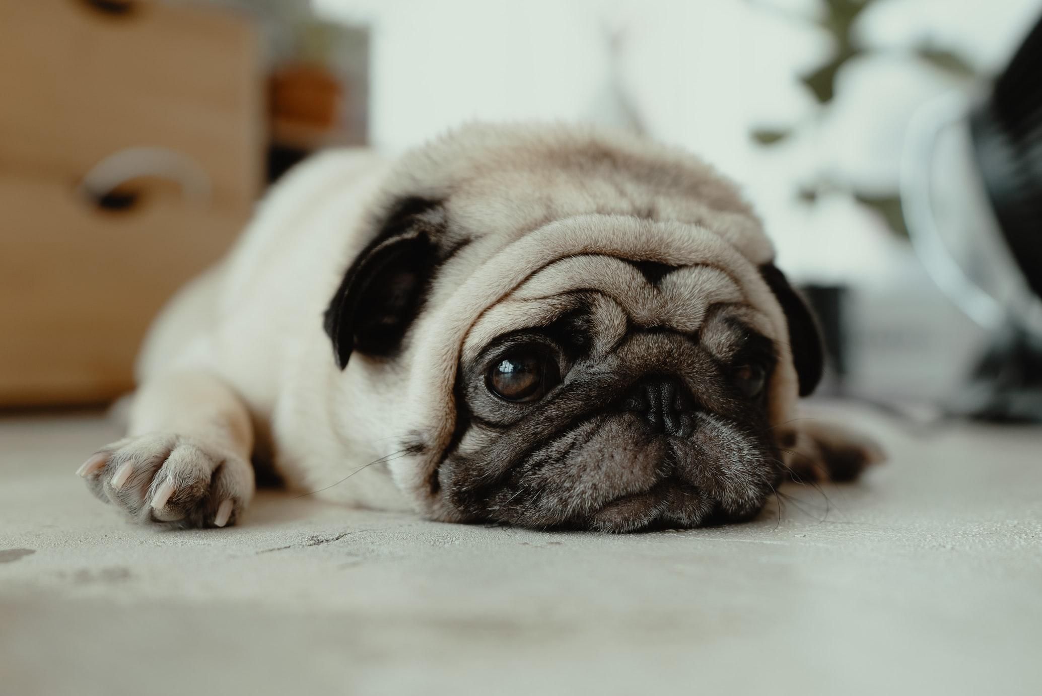 Сплять багато, а гуляють мало: які породи собак підійдуть лінивим власникам - Pets