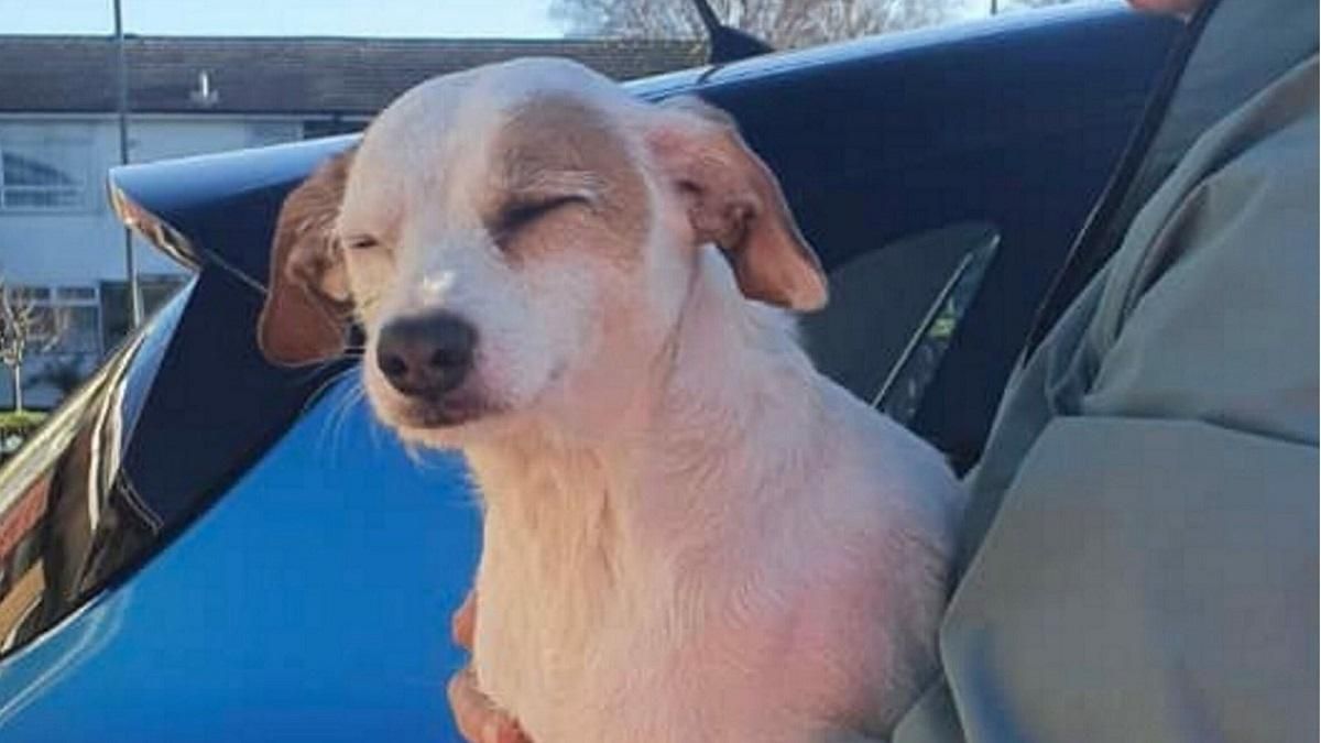 Выманили с помощью дрона с сосиской: удивительная история спасения собаки Выманили с помощью дрона с сосиской: удивительная история спасения собаки