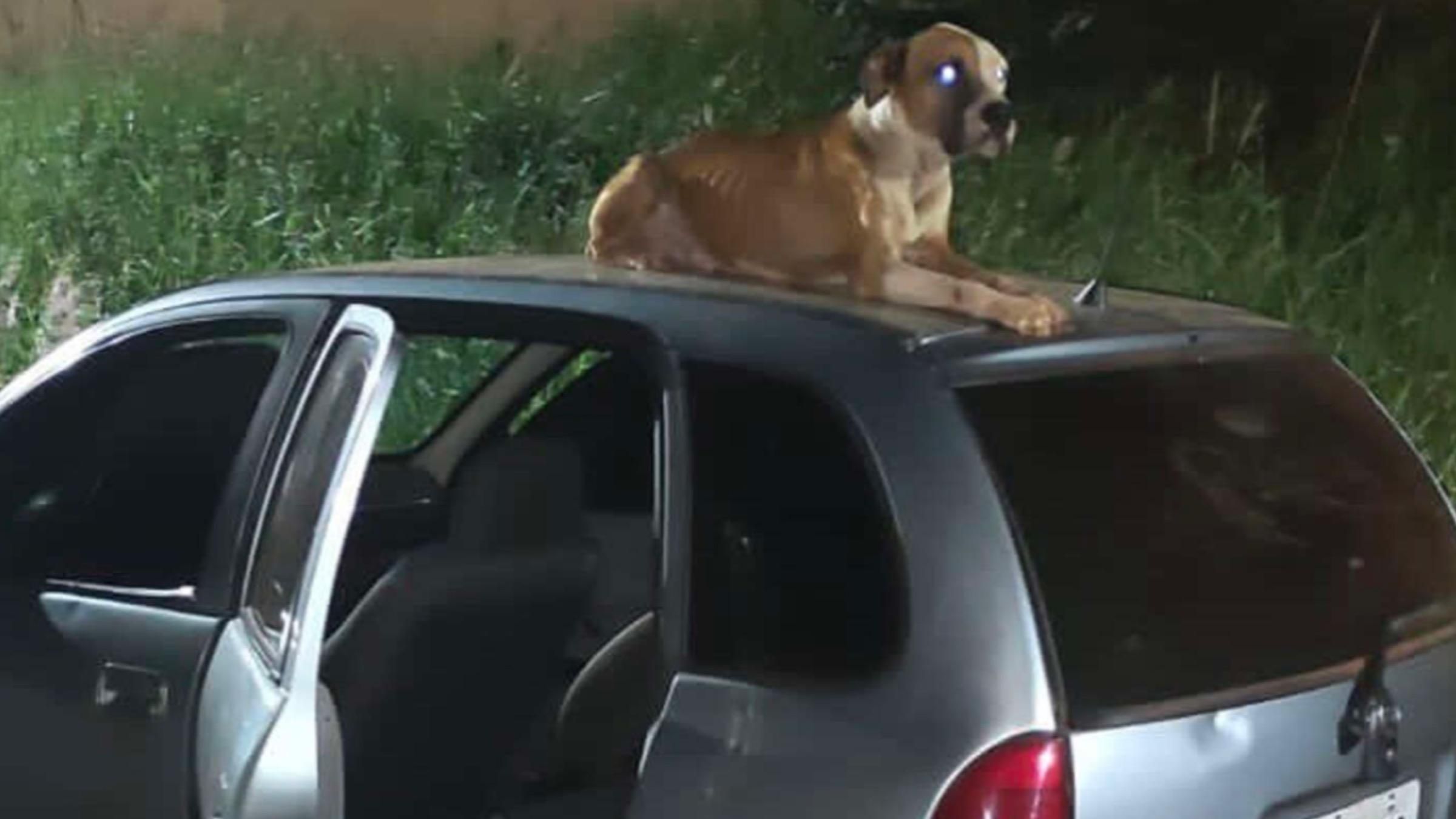 Собака сидів на даху й нікого не підпускав: хлопцю повернули вкрадене авто з новим другом - Pets