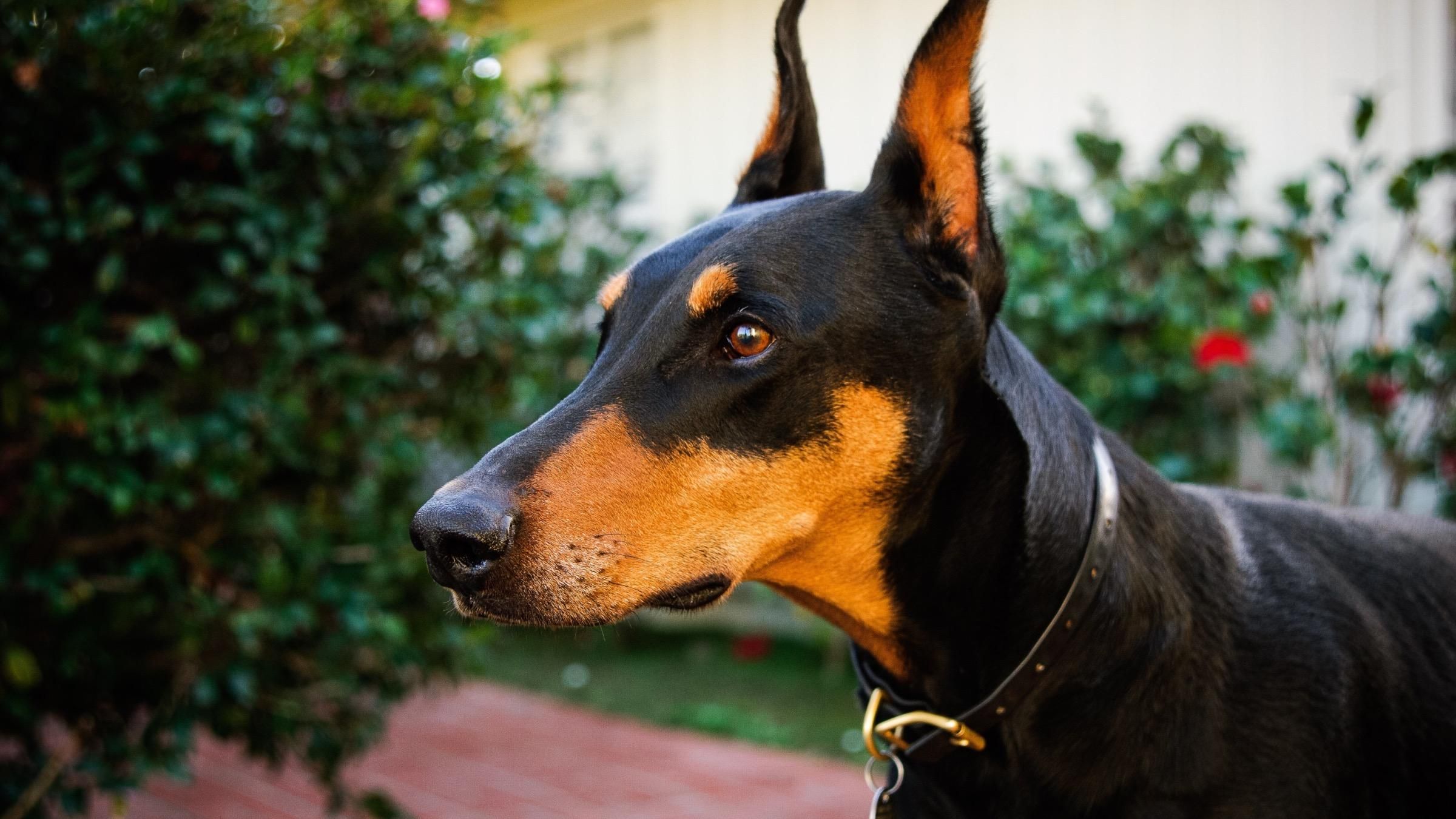 Віддав свою їжу: соцмережі підкорило відео з доберманом, який турбується про господиню - Pets Віддав свою їжу: соцмережі підкорило відео з доберманом, який турбується про господиню - Pets