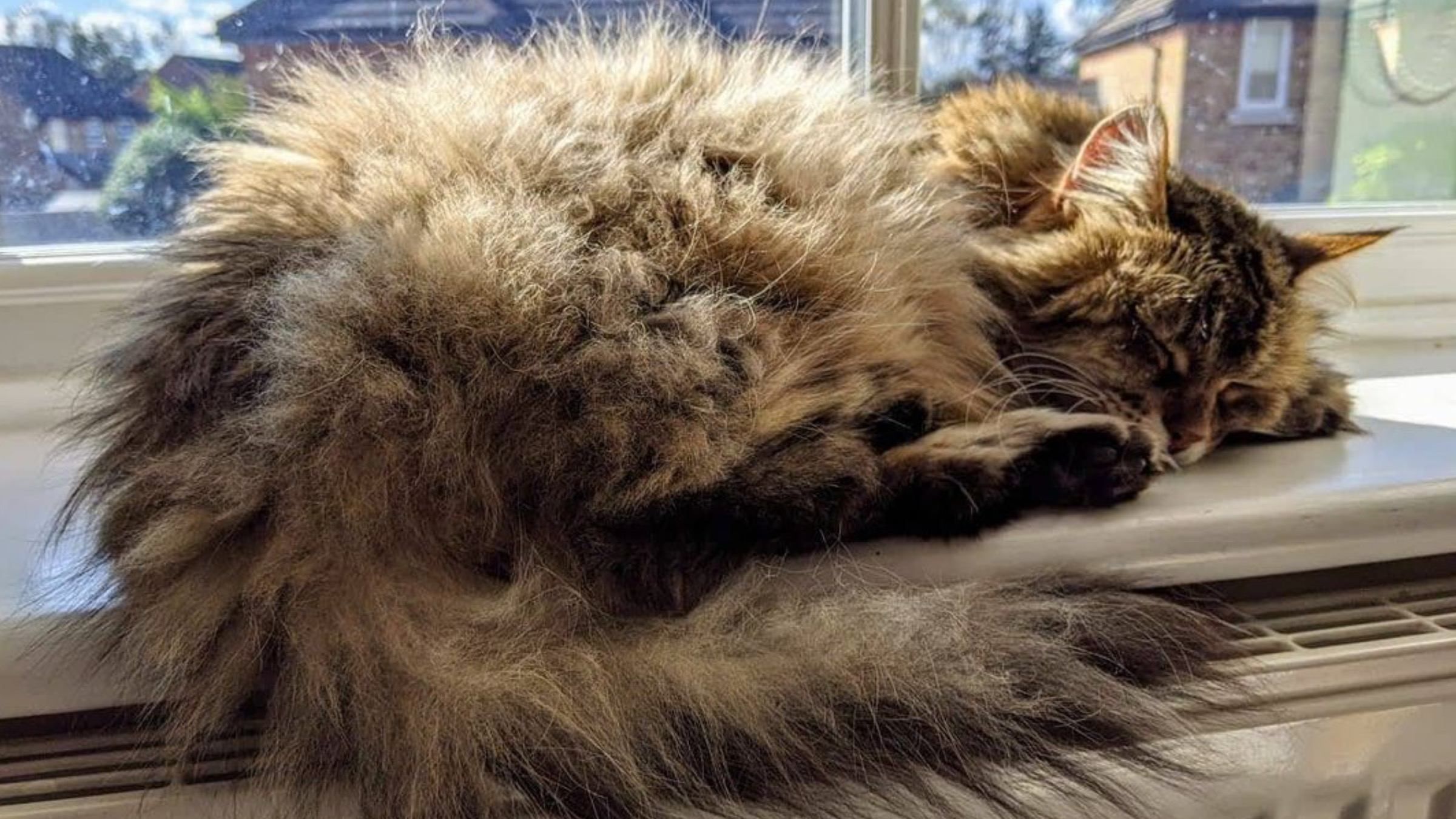 Кошка вела двойную жизнь: как маленькая записка раскрыла ее секрет - Pets Кошка вела двойную жизнь: как маленькая записка раскрыла ее секрет - Pets