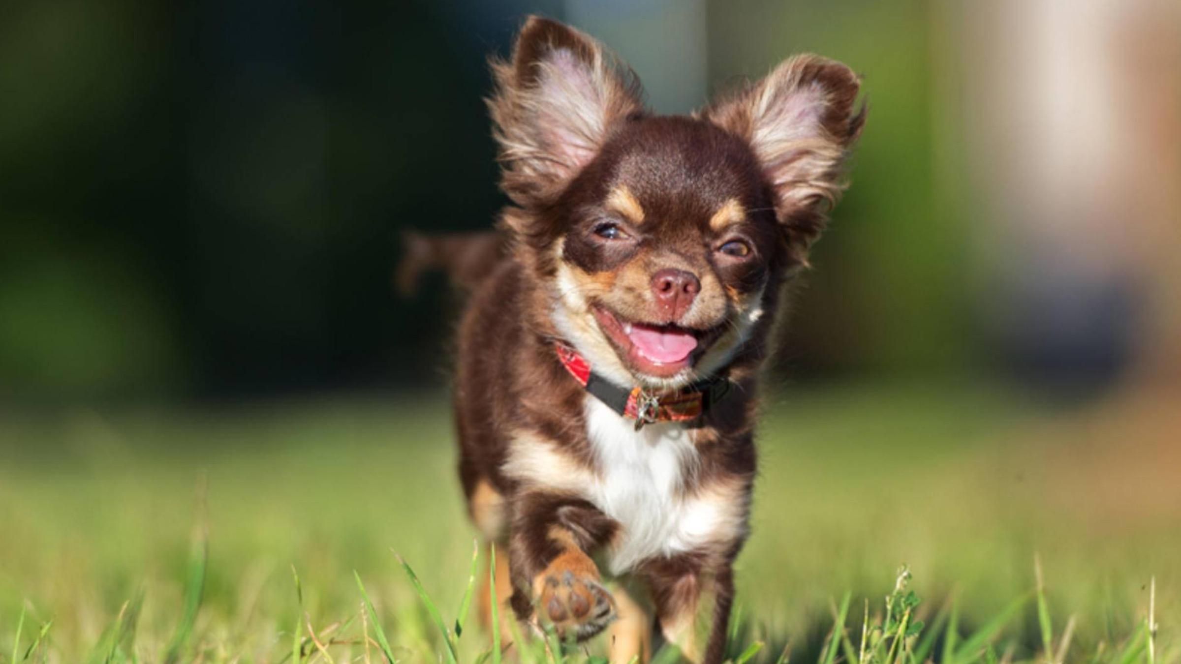 Крошечный пес ежедневно ждет почтальона: видео трогательной реакции чихуахуа - Pets