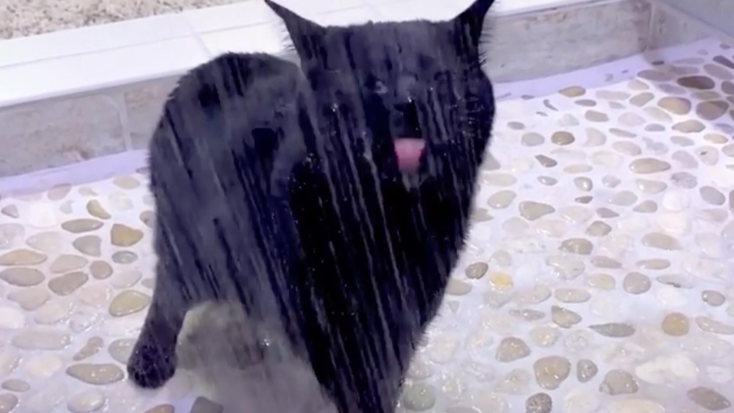 Сліпий кіт вимагає у господині, аби його щодня купали: відео звички чотирилапого - Pets
