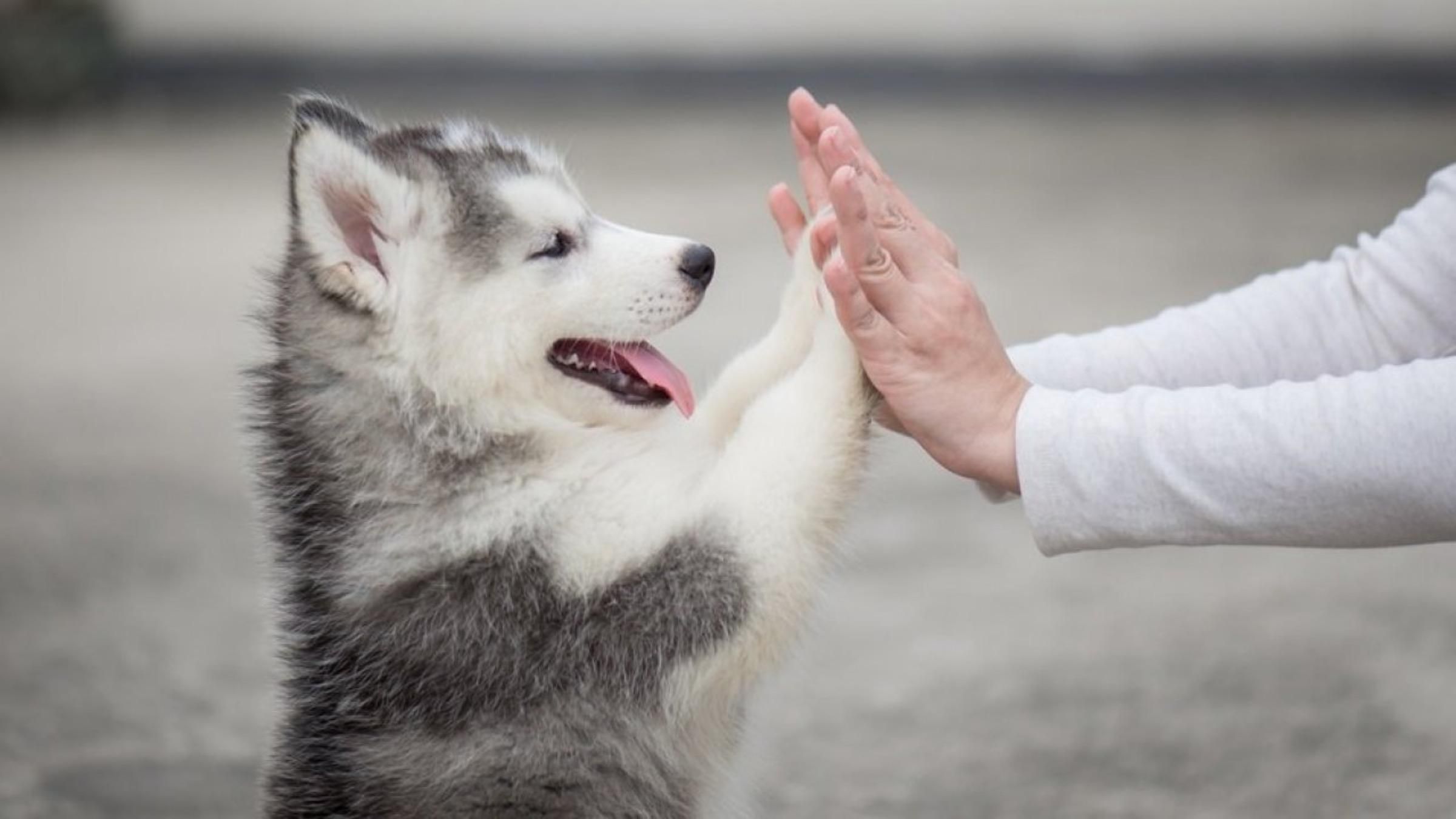 Як змінилися собаки від початку дружби й через багато років: фотодокази - Pets