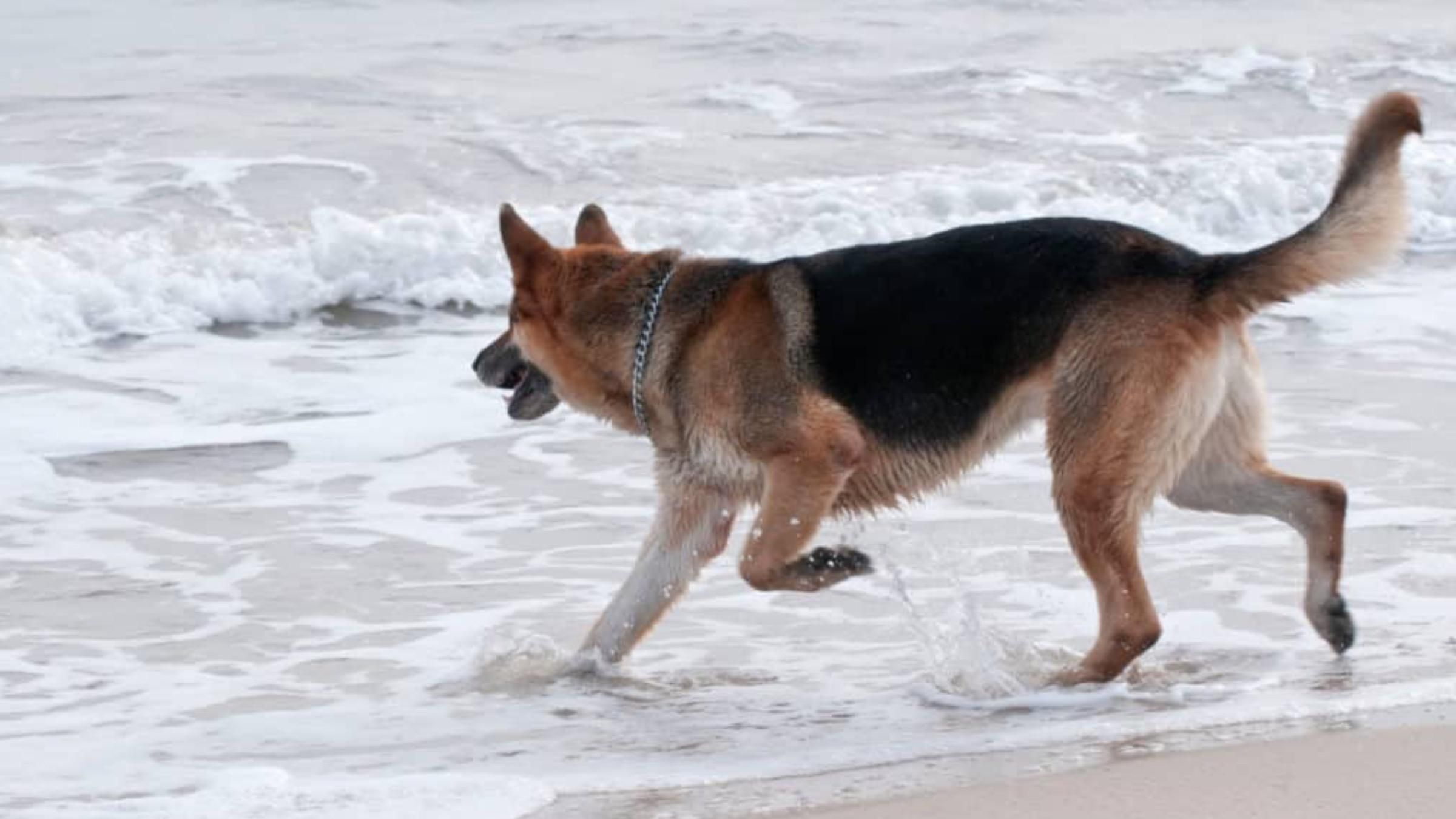 Более 11 часов в воде: собака спасла хозяина, когда их лодка утонула - Pets Более 11 часов в воде: собака спасла хозяина, когда их лодка утонула - Pets