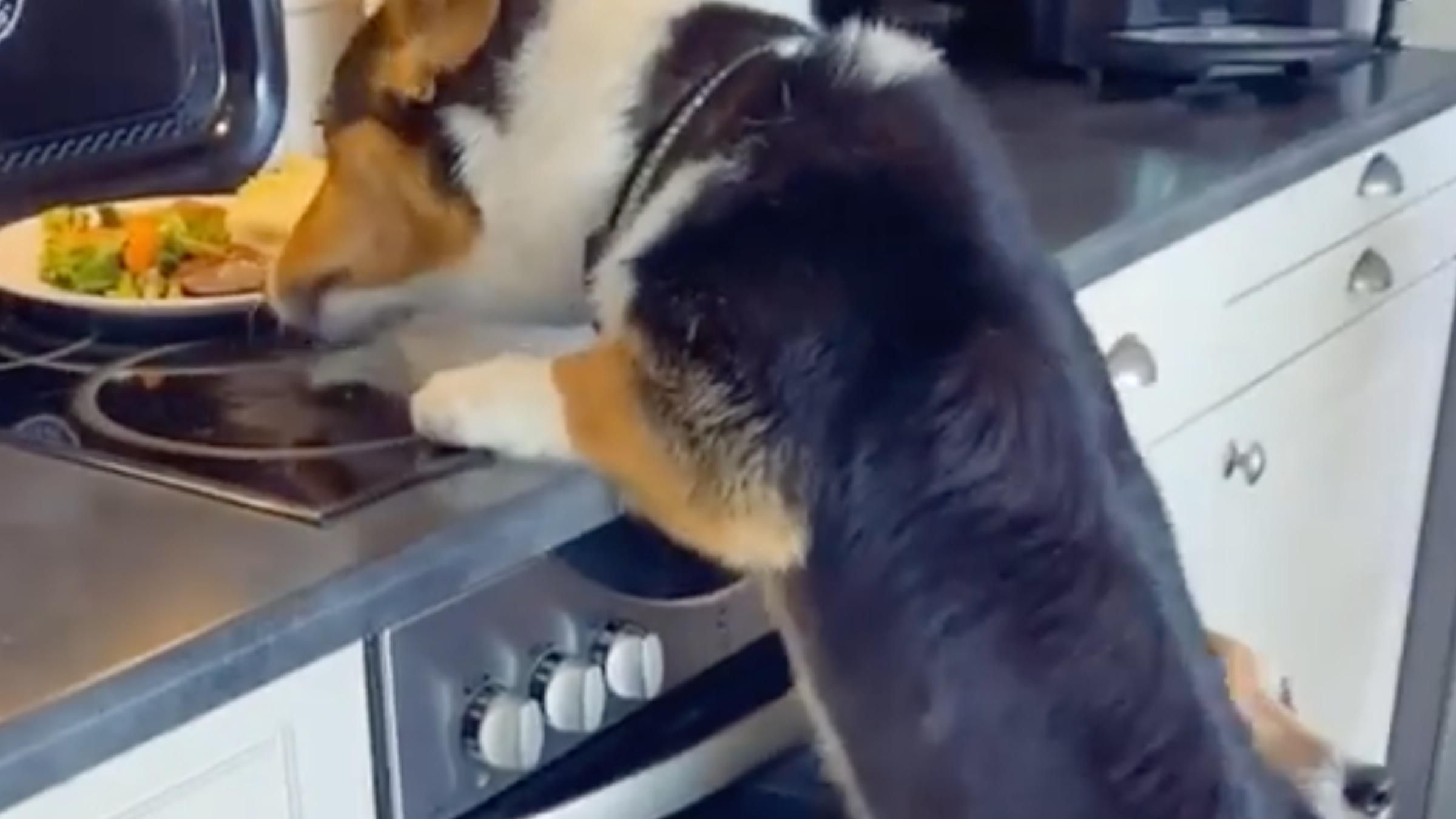 Четвероногие преступники: как смешно собаки украли еду из кухонной плиты - Pets Четвероногие преступники: как смешно собаки украли еду из кухонной плиты - Pets