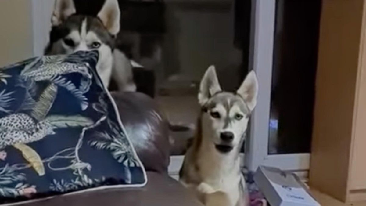 Собака пародирует смех своей хозяйки: забавное видео таланта четырехлапой - Pets Собака пародирует смех своей хозяйки: забавное видео таланта четырехлапой - Pets