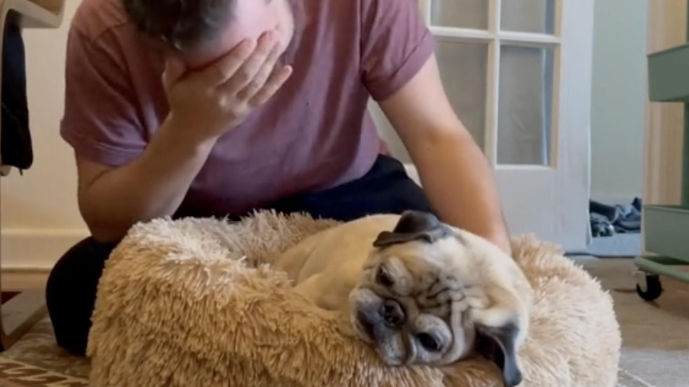 Піднімається та падає назад на подушку: соцмережі підкорив пес, який не любить вставати - Pets Піднімається та падає назад на подушку: соцмережі підкорив пес, який не любить вставати - Pets