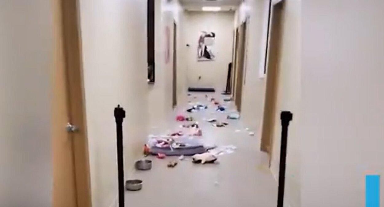 Собака устроила в приюте "вечеринку" и уничтожила кучу игрушек: видеодоказательство - Pets Собака устроила в приюте "вечеринку" и уничтожила кучу игрушек: видеодоказательство - Pets