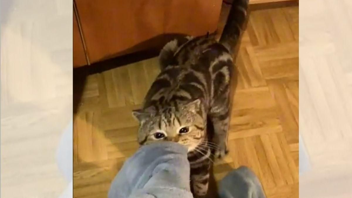 Кот украл штаны хозяина, чтобы тот не вышел из дома: курьезное видео - Pets