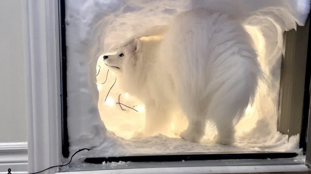 Господарі зробили для песика снігову печеру, куди можна потрапити прямо з будинку: кумедне відео