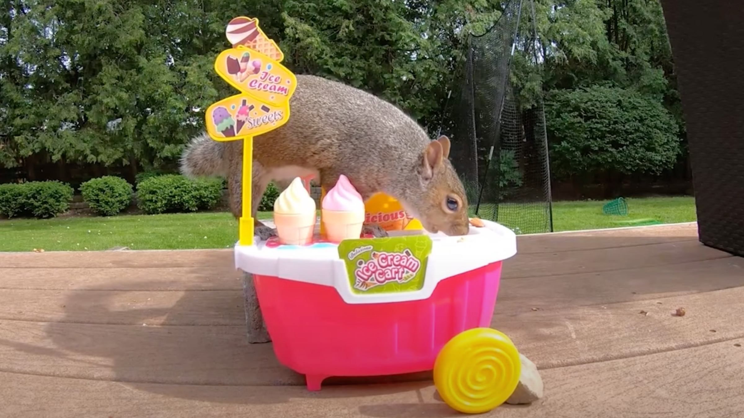 Продавщица мороженого и пианистка: как белка попробовала себя в разных профессиях - Pets Продавщица мороженого и пианистка: как белка попробовала себя в разных профессиях - Pets