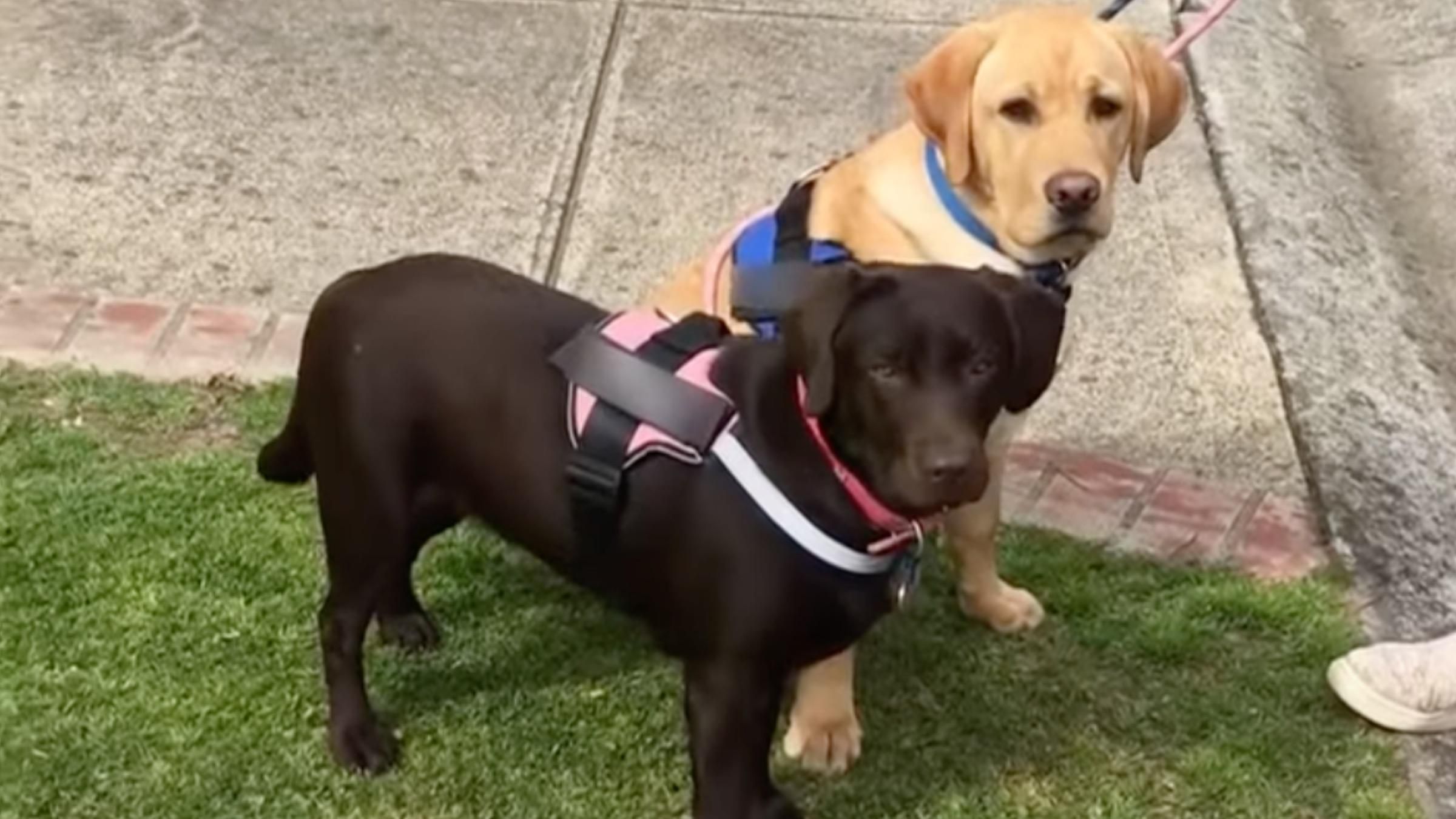 Ребенок впервые в своей жизни увидел собак: удивительное видео - Pets Ребенок впервые в своей жизни увидел собак: удивительное видео - Pets