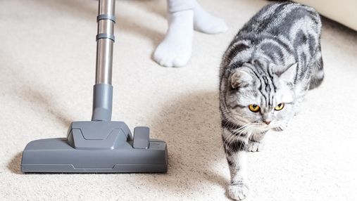 Почему коты боятся пылесосов: как помочь избавиться от фобии