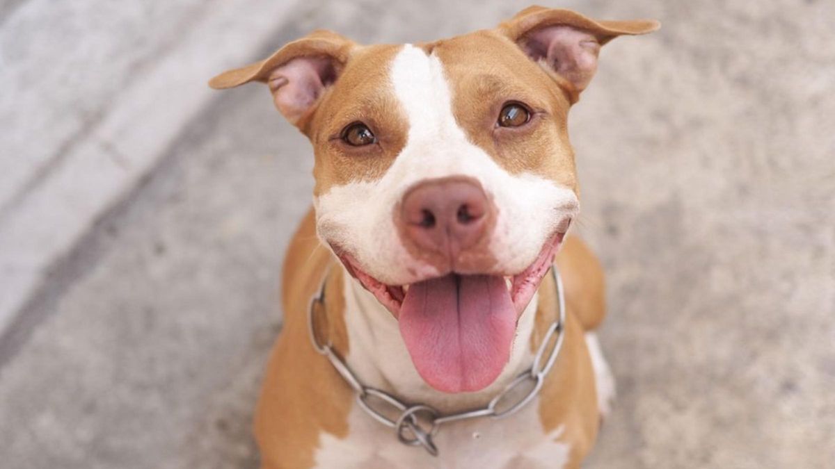 Сімʼя хотіла взяти нового улюбленця, а знайшли втраченого собаку: зворушливе фото - Pets