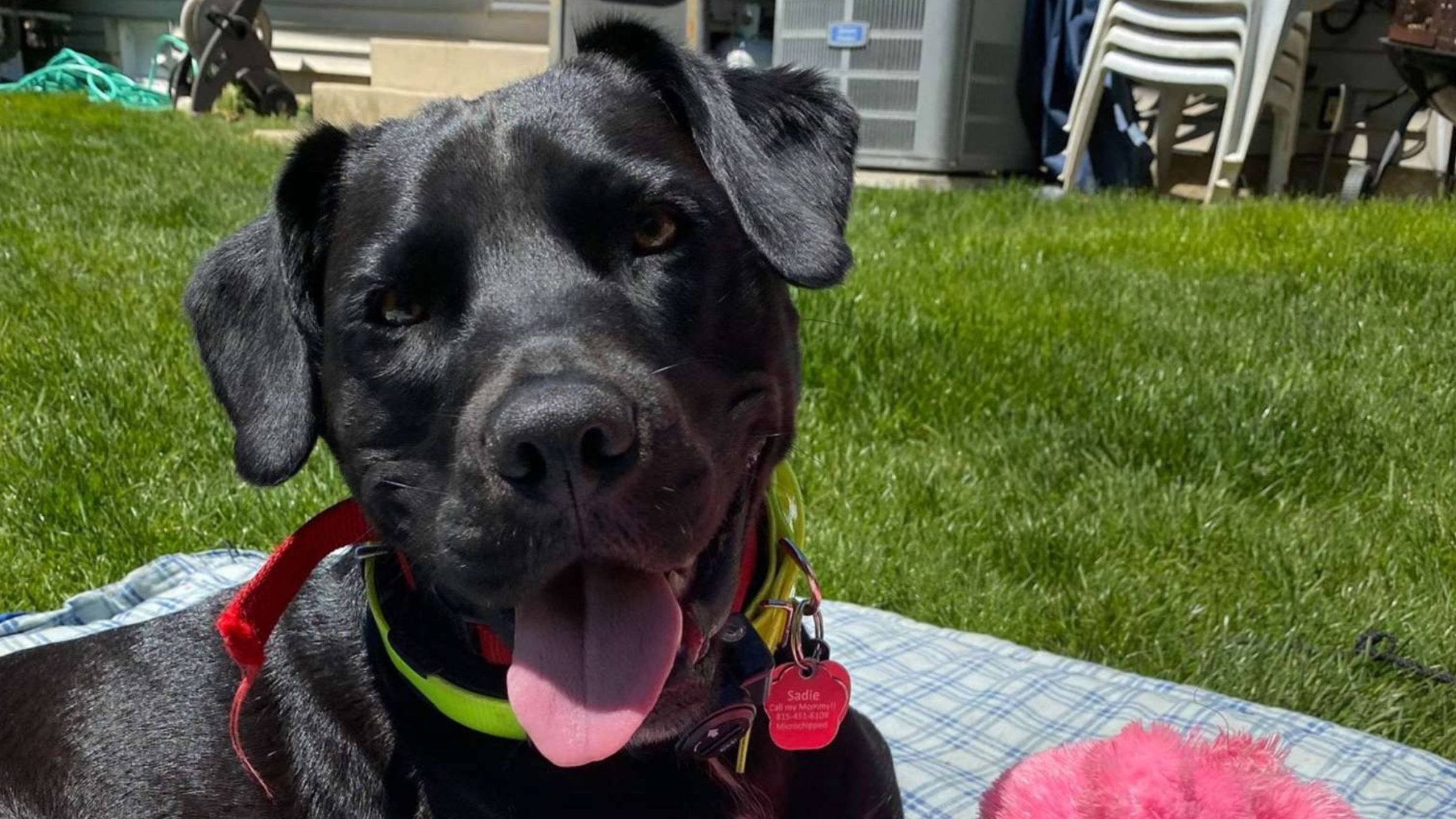 Сідає на підлогу та грає га гітарі: ветеринар вигадав метод, аби заспокоювати собак - Pets Сідає на підлогу та грає га гітарі: ветеринар вигадав метод, аби заспокоювати собак - Pets