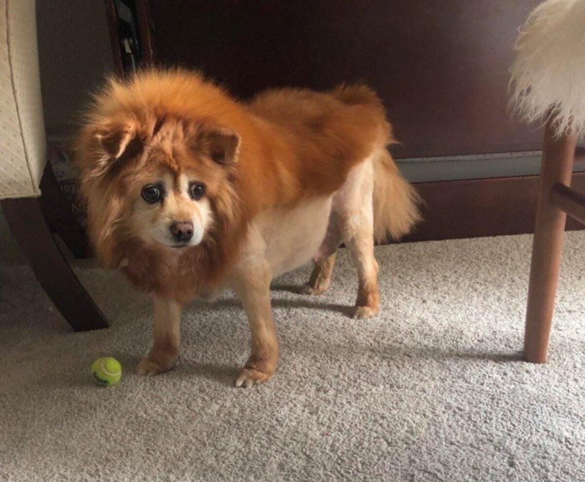 Візит до перукаря став катастрофою: 15 дуже веселих фото тварин - Pets Візит до перукаря став катастрофою: 15 дуже веселих фото тварин - Pets