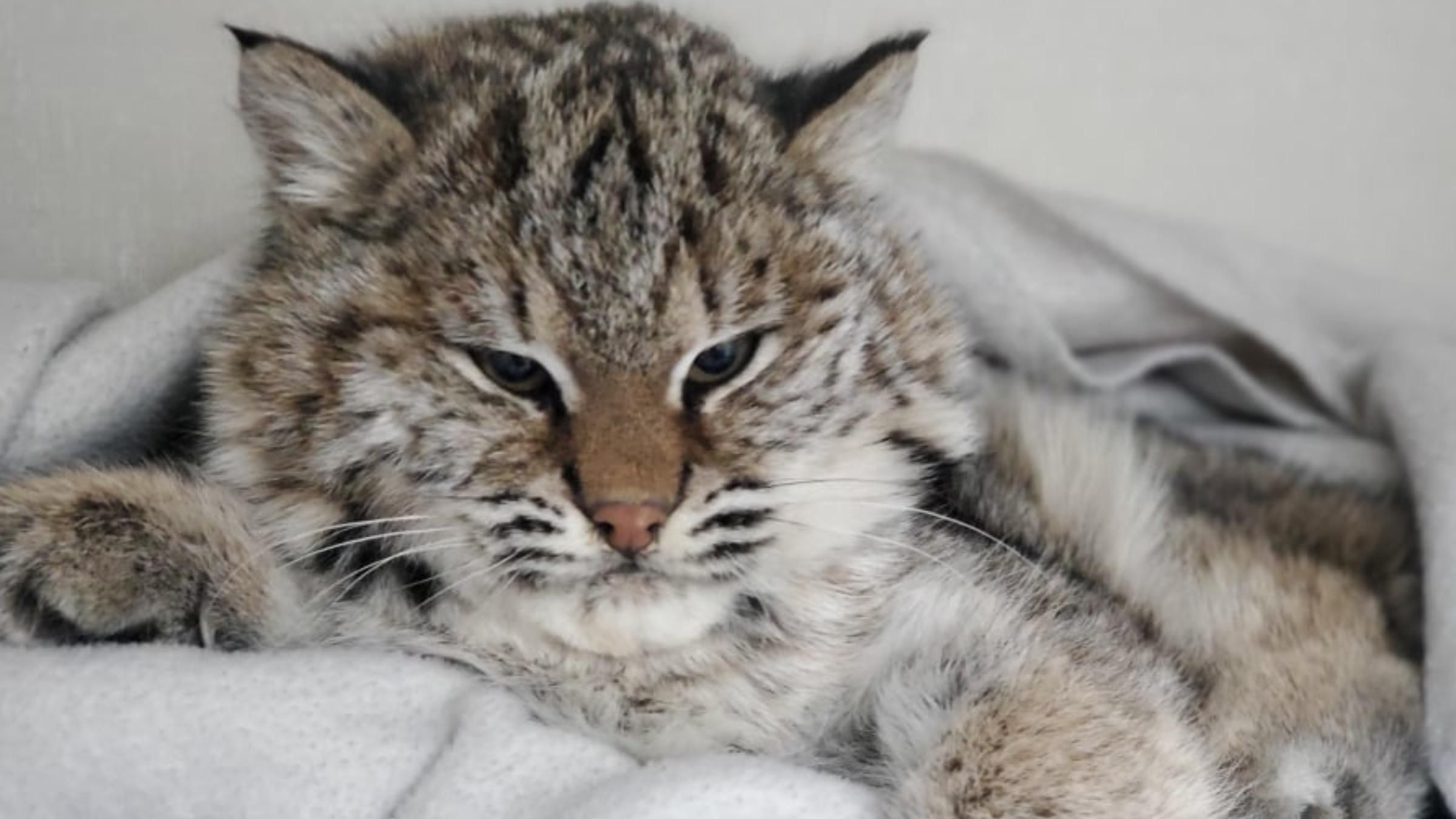 Кот спас умирающего хищника: какой смелый поступок совершил четырехлапый - Pets