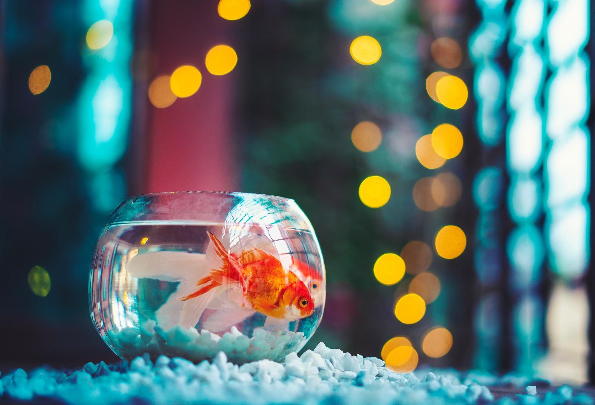 Во Франции производитель отказался продавать круглые аквариумы: названа причина - Pets Во Франции производитель отказался продавать круглые аквариумы: названа причина - Pets