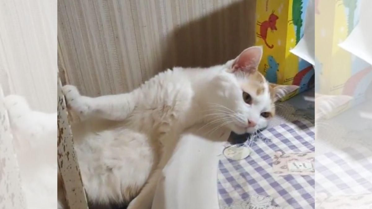 Белый кот задумался о жизни и развеселил сеть: забавное видео - Pets