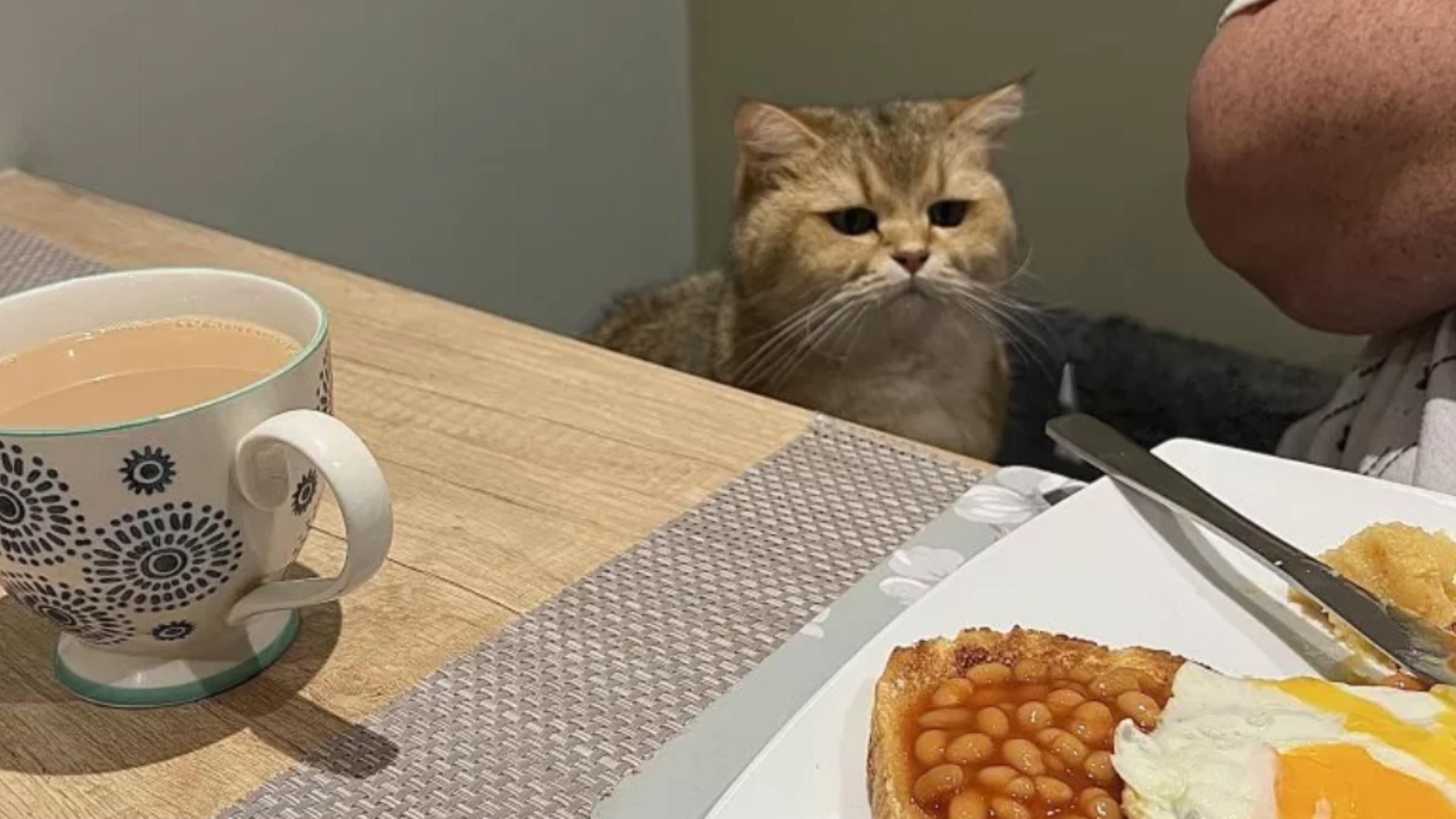 Кот сравнил свою еду с ужином хозяина: почему реакция четырехлапого насмешила соцсети - Pets