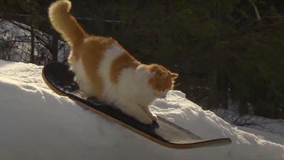 Зимние развлечения кота: пушистик умело катается на сноу-скейте и покоряет сеть